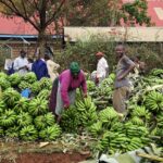 Harvesting Opportunities: Investing in Agriculture in Africa with Sivafinance