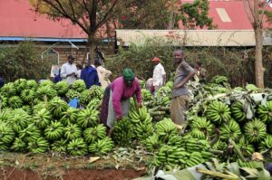 Read more about the article Harvesting Opportunities: Investing in Agriculture in Africa with Sivafinance